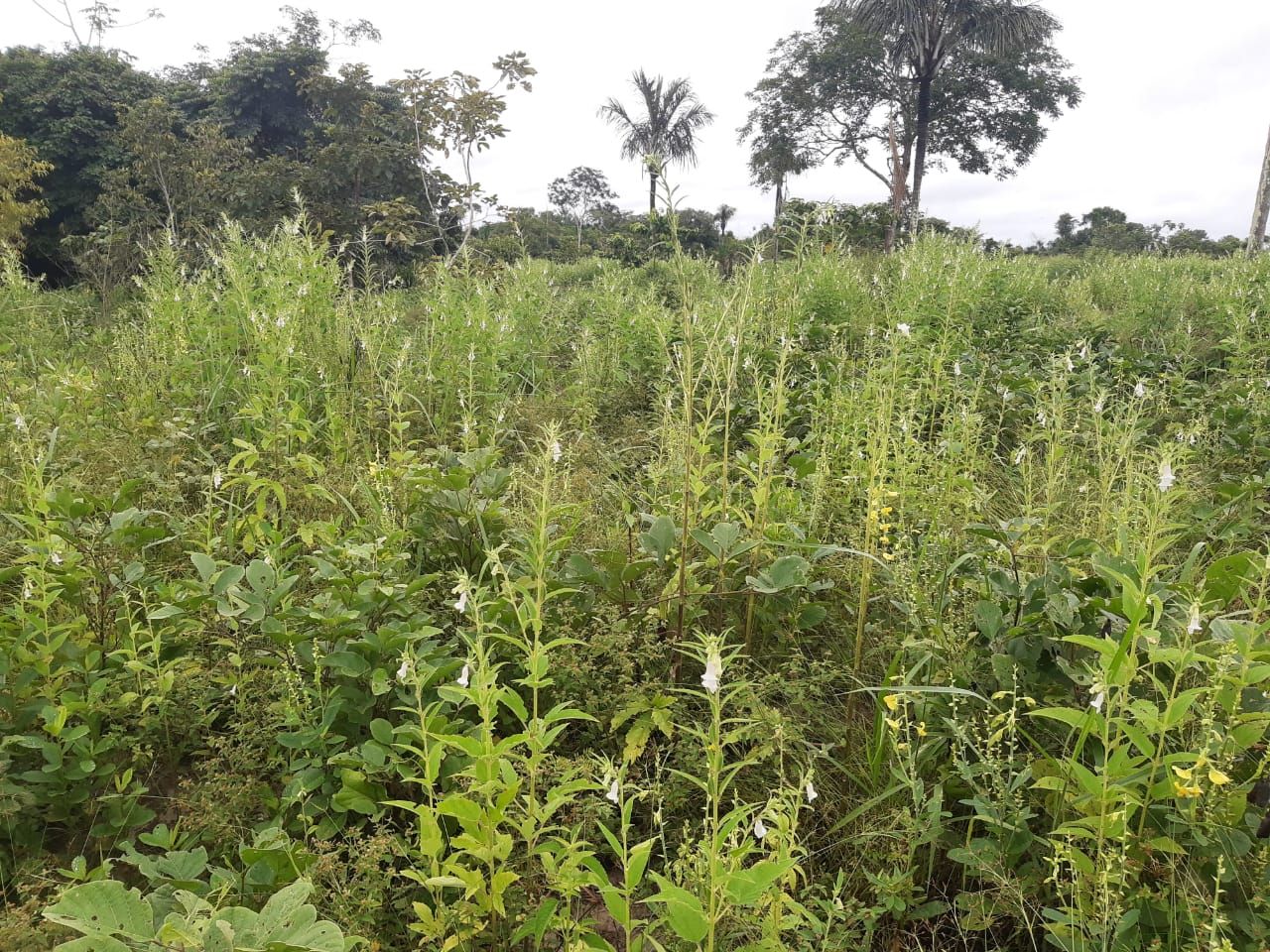 UA - Calixbento, Nova Canaã do Norte/MT